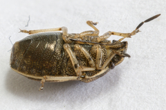 Neottiglossa pusilla