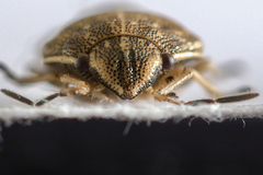 Neottiglossa pusilla