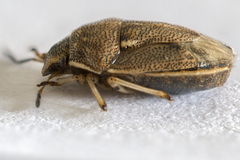 Neottiglossa pusilla