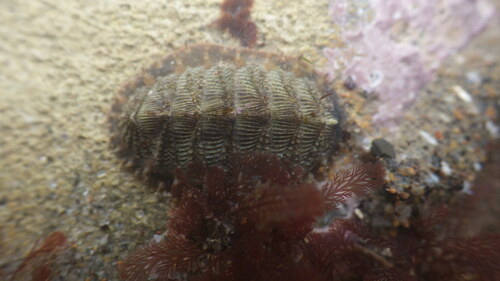 Porifera observed 2024-03-07