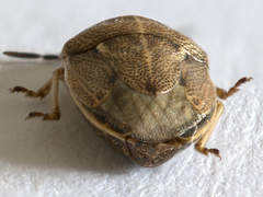 Neottiglossa pusilla