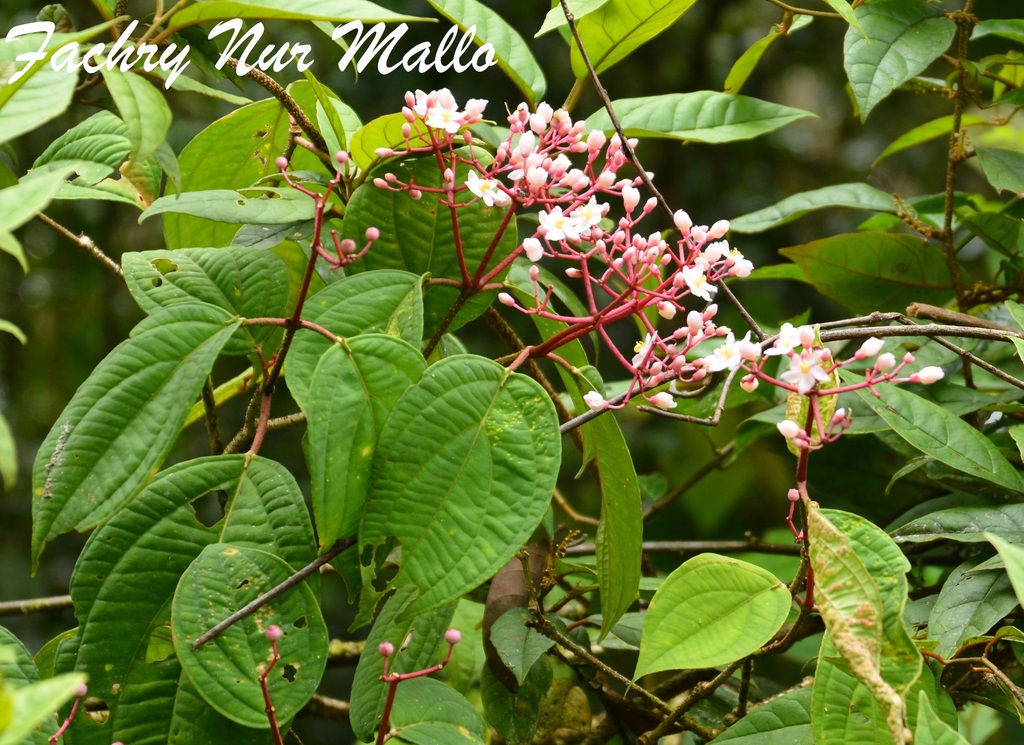 Medinilla malaboensis