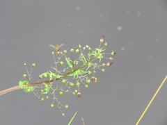 Scrophularia auriculata