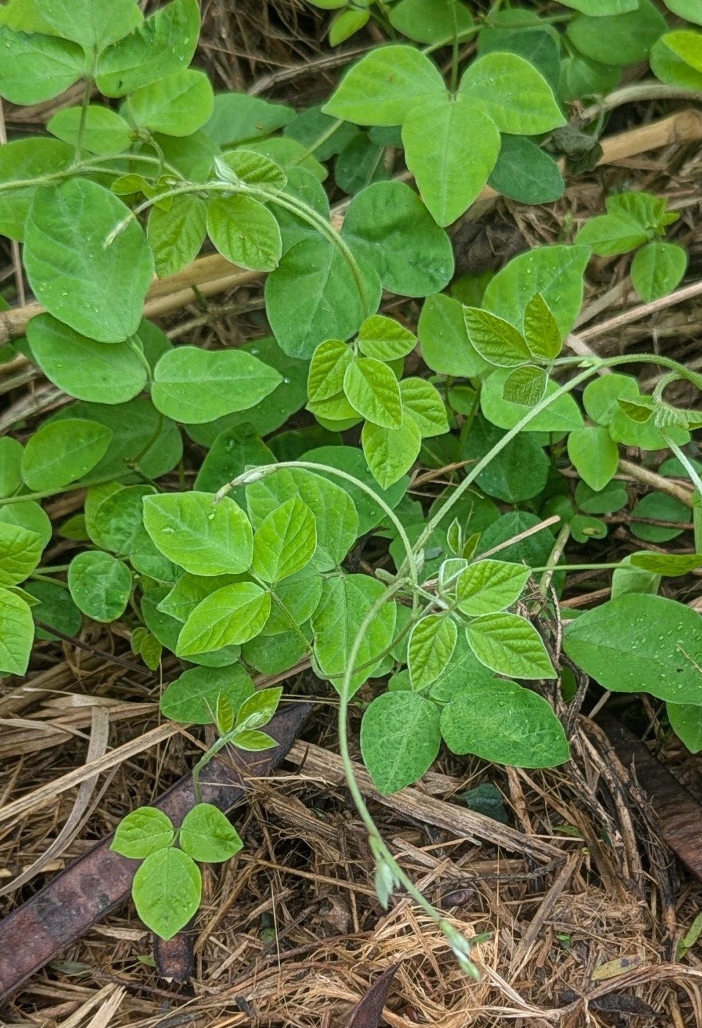 Imagem de Soja perene