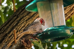 Amadina erythrocephala