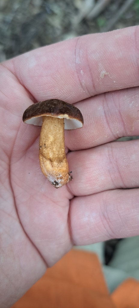 Gyroporus mcnabbii · January 2025 · photo: © katsinabox (iNaturalist, cc-by)