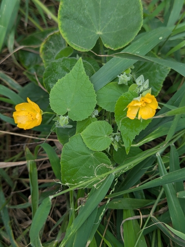 Abutilon grandifolium observed 2025-01-30