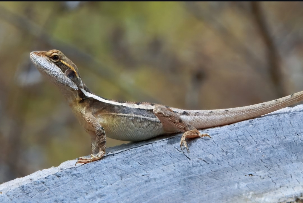 Gilbert's Lashtail