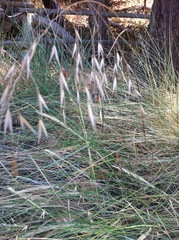 Bromus carinatus