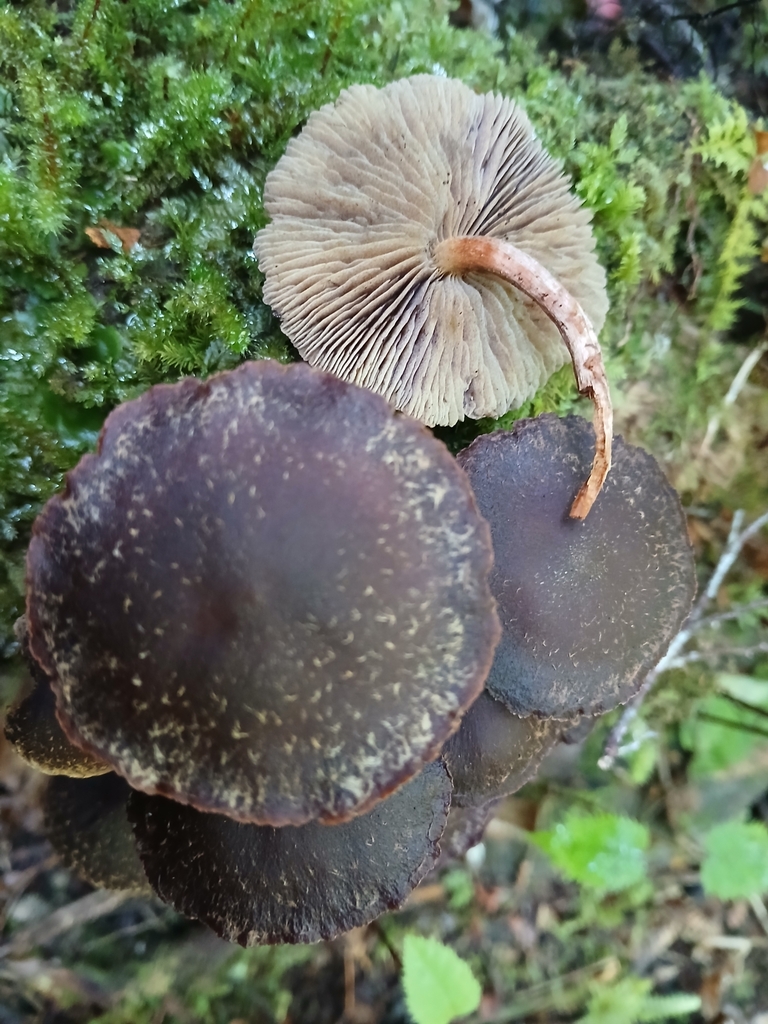 Hypholoma brunneum · January 2025 · photo: © claire_grace83 (iNaturalist, cc-by)
