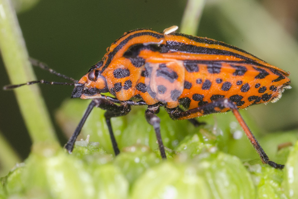 Graphosoma