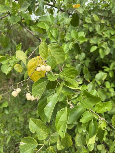 Foto de Pombinha