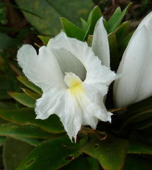 Costus leucanthus