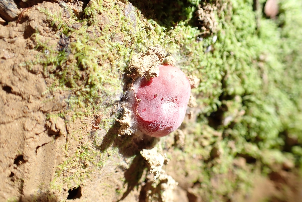 Russula kermesina · January 2025 · photo: © claire_grace83 (iNaturalist, cc-by)