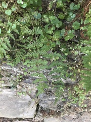 Cystopteris tennesseensis