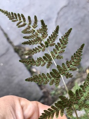 Cystopteris tennesseensis