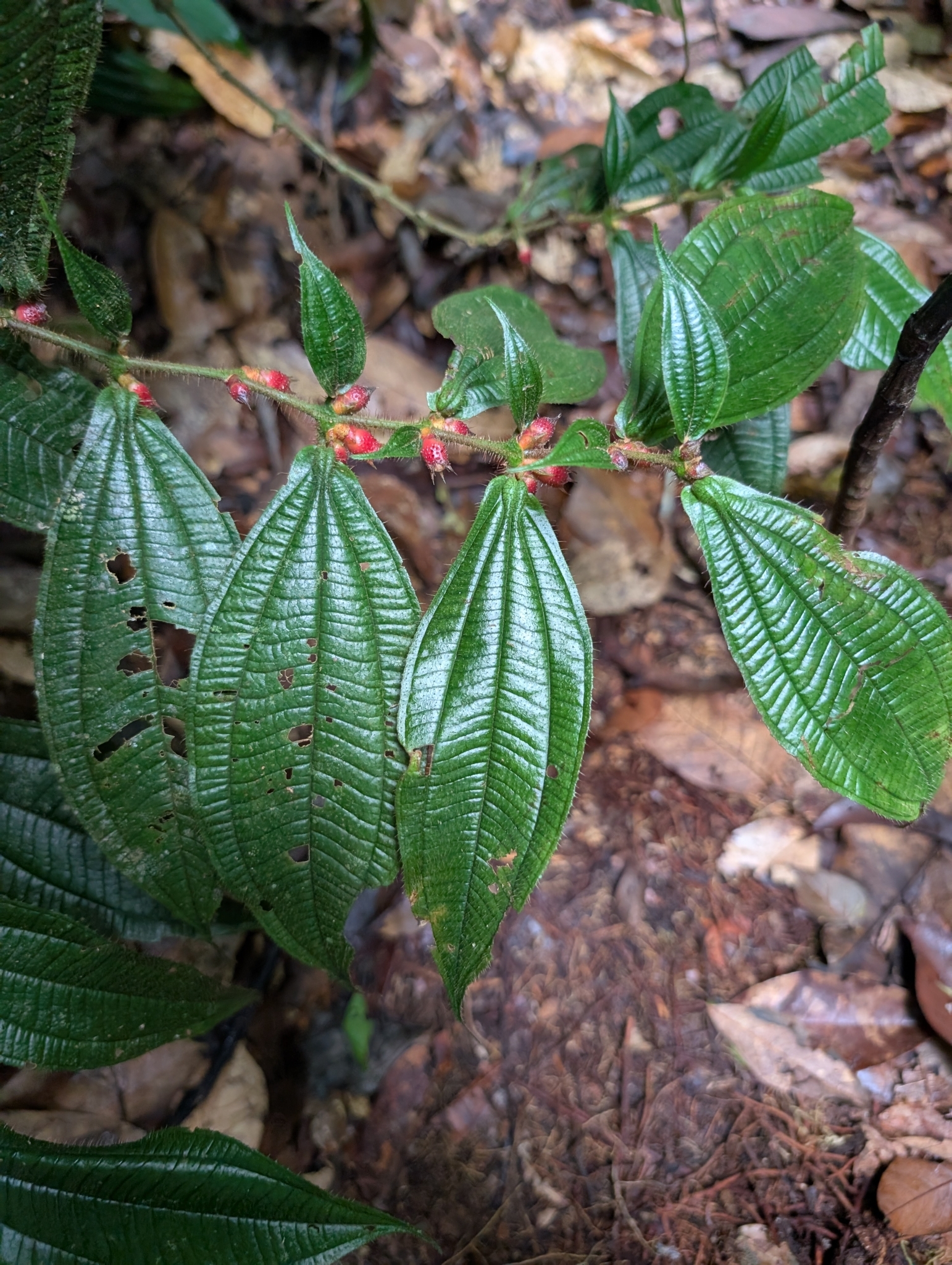 Miconia mayeta