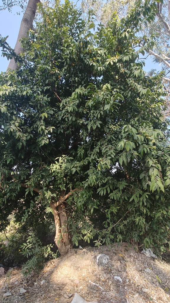 Foto de Embaúba