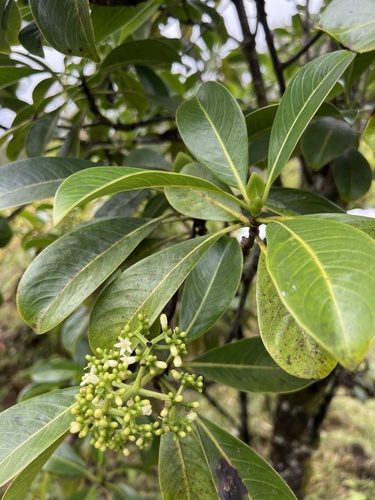 Psychotria hawaiiensis observed 2025-01-30