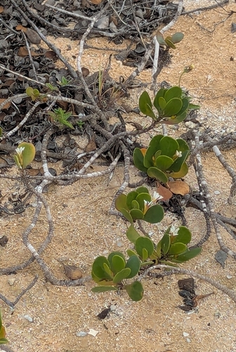 Scaevola coriacea, photograph 2