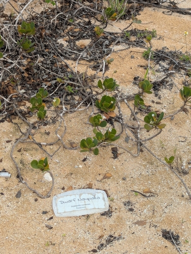 Image of Dwarf Naupaka (Scaevola coriacea) by (c) Tom and T Herman, some rights reserved (CC BY)