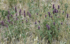 Agastache pallidiflora