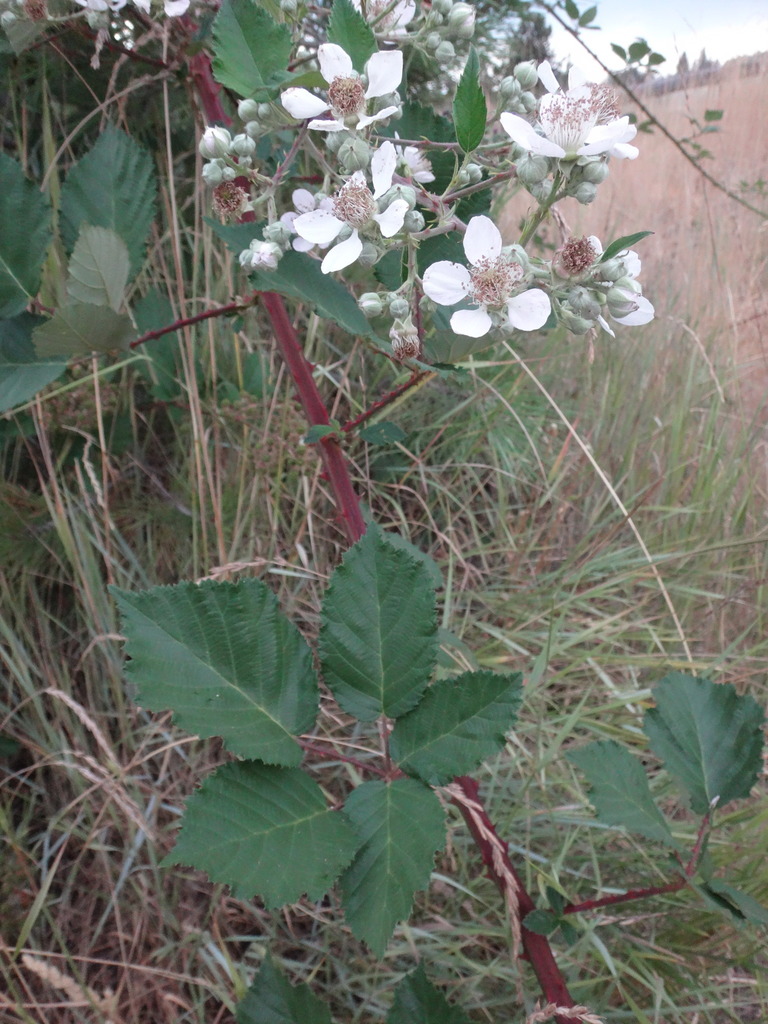 Himalayan Blackberry (Noxious Weeds of Colorado) · iNaturalist