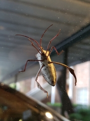 Acanthocephala declivis