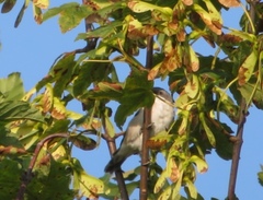 Curruca communis