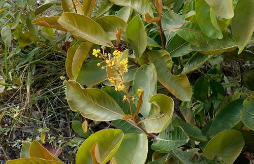 Byrsonima crassifolia
