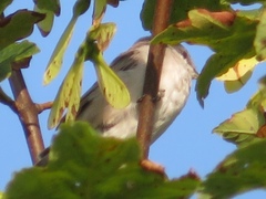 Curruca communis