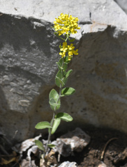 Draba helleriana