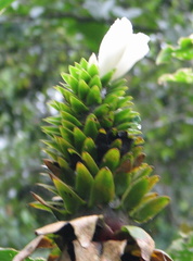 Costus leucanthus