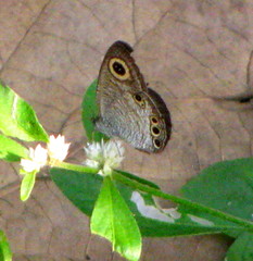 Ypthima huebneri
