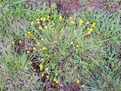 Polygala flavescens