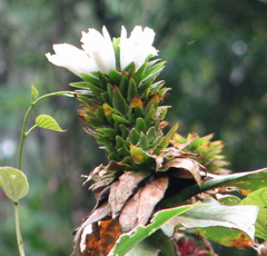 Costus leucanthus