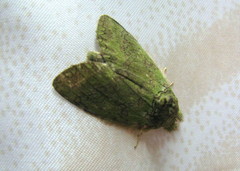 Lepidoptera