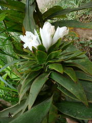 Costus leucanthus