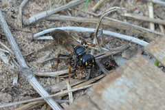 Cerceris arenaria