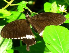Papilio polytes