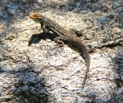 Urosaurus ornatus schottii
