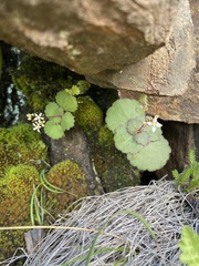 Crassula umbraticola