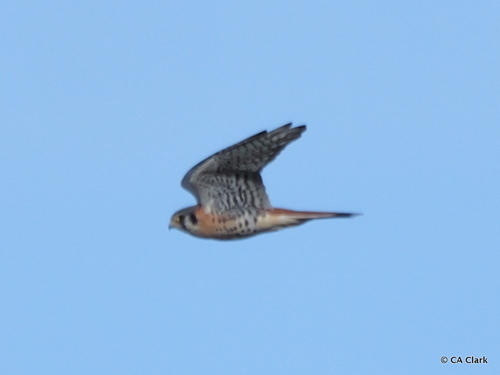 iNaturalist observation photo of American Kestrel