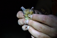 Blasius's Horseshoe Bat photo 3