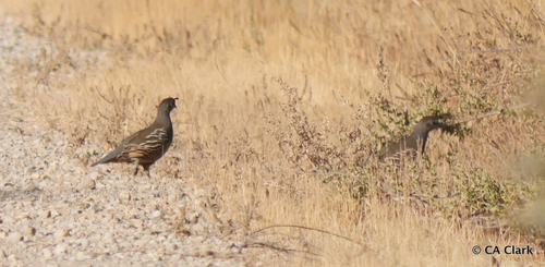 iNaturalist observation photo of California Quail