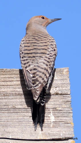 iNaturalist observation photo of Northern Flicker