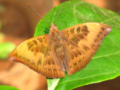 Euthalia aconthea