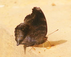 Junonia iphita