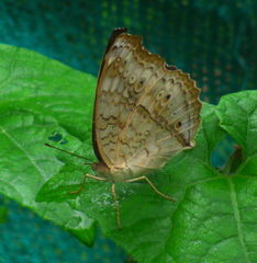 Junonia atlites