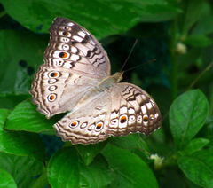 Junonia atlites